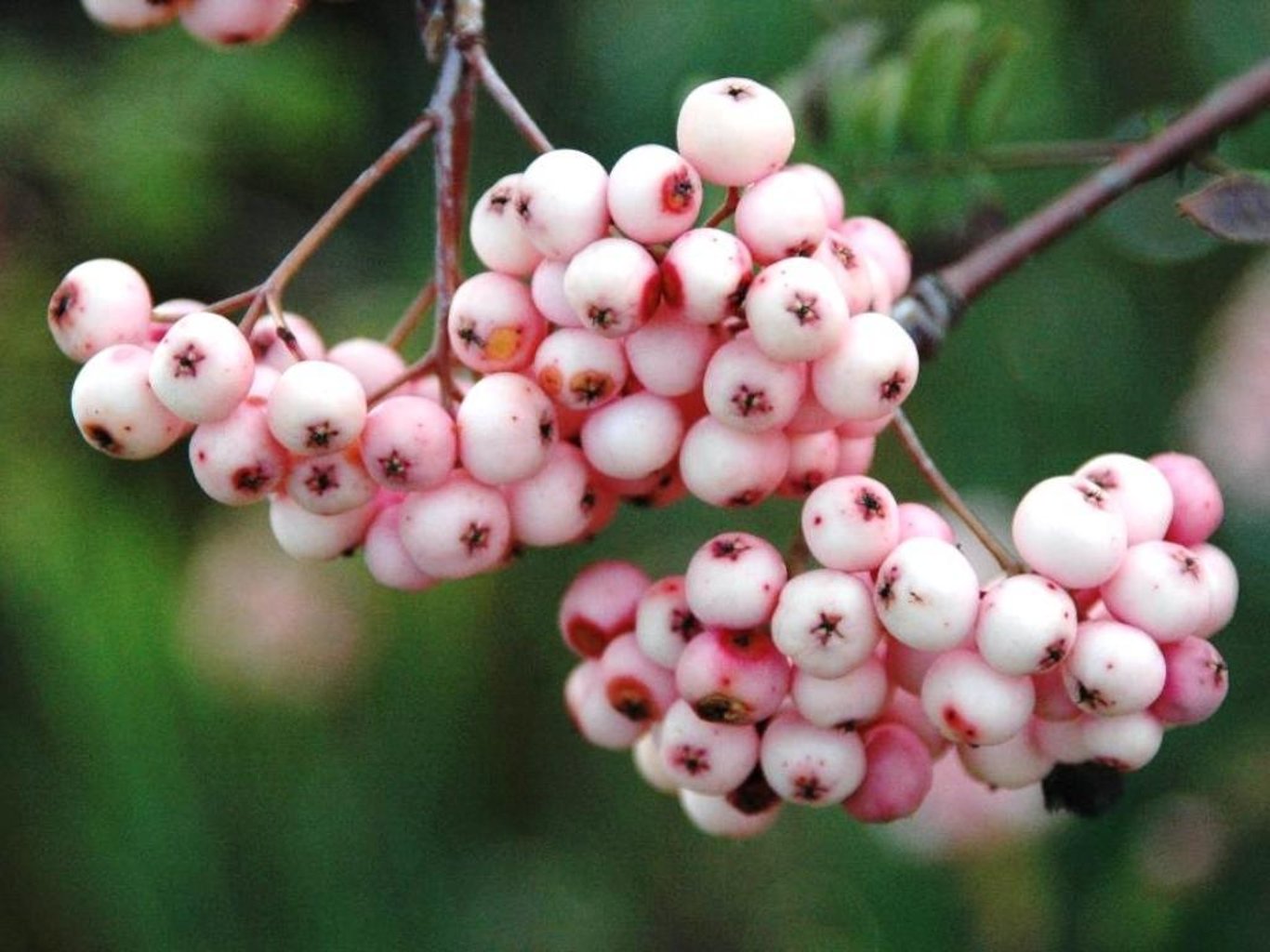 Rönn – Sorbus 'Pink Veil' - 150 CM Stem C12